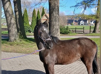 Westfale, Stute, 1 Jahr, Rappe