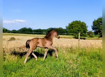 Westfale, Stute, 1 Jahr, Rappe