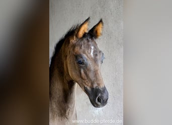 Westfale, Stute, 1 Jahr, Rappe