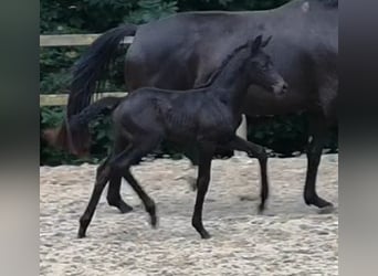 Westfale, Stute, 1 Jahr, Schwarzbrauner