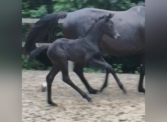 Westfale, Stute, 1 Jahr, Schwarzbrauner