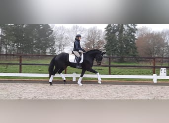 Westfale, Stute, 1 Jahr, Schwarzbrauner