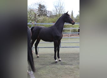Westfale, Stute, 1 Jahr, Schwarzbrauner