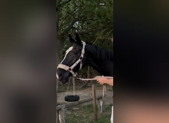 Westfale, Stute, 20 Jahre, 165 cm, Rappe