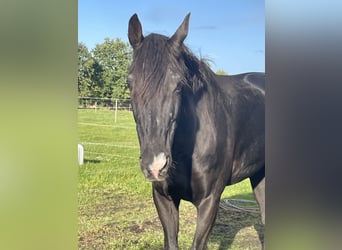 Westfale, Stute, 20 Jahre, 172 cm, Dunkelbrauner