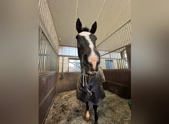 Westfale, Stute, 21 Jahre, 160 cm, Dunkelbrauner