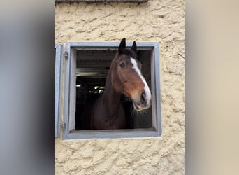 Westfale, Stute, 21 Jahre, 165 cm, Brauner
