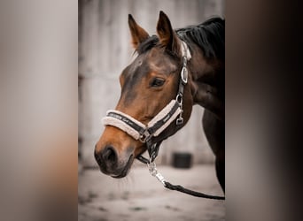 Westfale, Stute, 22 Jahre, 160 cm, Brauner