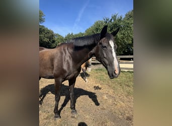 Westfale, Stute, 22 Jahre, 163 cm, Rappe