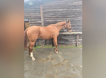 Westfale, Stute, 22 Jahre, 164 cm, Fuchs