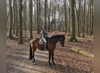 Westfale, Stute, 22 Jahre, 165 cm, Brauner