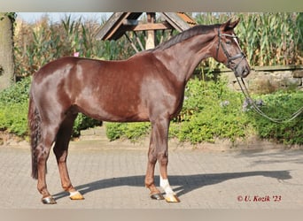 Westfale, Stute, 22 Jahre, 165 cm