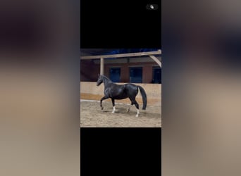 Westfale, Stute, 22 Jahre, 165 cm