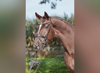 Westfale, Stute, 22 Jahre, 165 cm