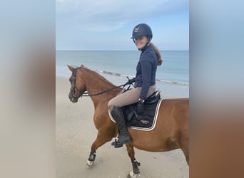 Westfale, Stute, 22 Jahre, 168 cm, Fuchs