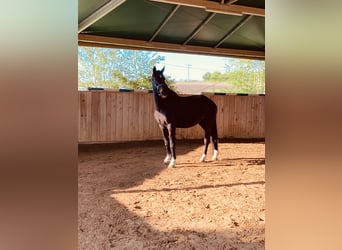 Westfale, Stute, 22 Jahre, Rappe