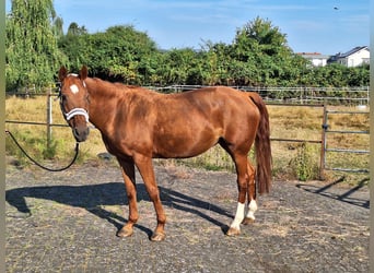 Westfale, Stute, 23 Jahre, 160 cm, Fuchs