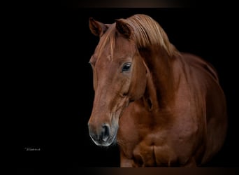 Westfale, Stute, 23 Jahre, 162 cm, Dunkelfuchs