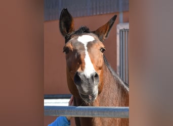 Westfale, Stute, 23 Jahre, 171 cm, Brauner