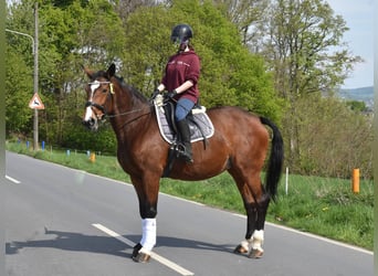 Westfale, Stute, 23 Jahre, 171 cm, Brauner