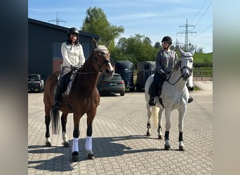 Westfale, Stute, 23 Jahre, 171 cm, Brauner