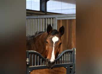 Westfale, Stute, 23 Jahre, 171 cm, Brauner