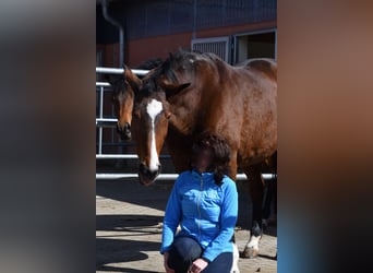 Westfale, Stute, 23 Jahre, 171 cm, Brauner