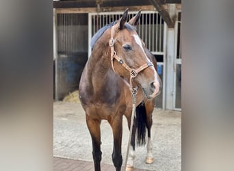 Westfale, Stute, 24 Jahre, 164 cm, Brauner