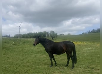 Westfale, Stute, 25 Jahre, 169 cm, Brauner