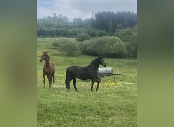Westfale, Stute, 25 Jahre, 169 cm, Brauner