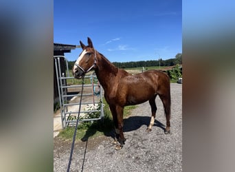 Westfale, Stute, 27 Jahre, 168 cm, Fuchs