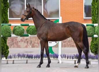 Westfale, Stute, 2 Jahre, 160 cm, Brauner