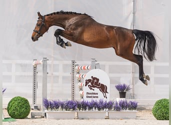 Westfale, Stute, 2 Jahre, 160 cm, Brauner