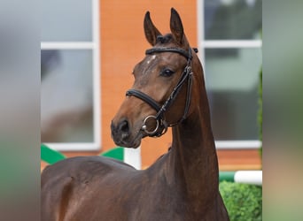 Westfale, Stute, 2 Jahre, 160 cm, Brauner