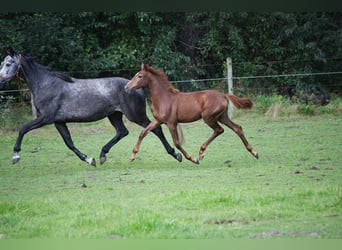 Westfale, Stute, 2 Jahre, 160 cm, Fuchs
