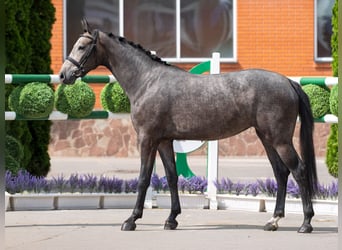 Westfale, Stute, 2 Jahre, 160 cm, Schimmel