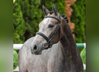 Westfale, Stute, 2 Jahre, 160 cm, Schimmel