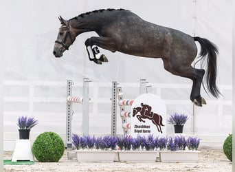 Westfale, Stute, 2 Jahre, 160 cm, Schimmel