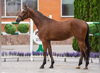 Westfale, Stute, 2 Jahre, 161 cm, Brauner