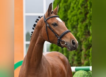 Westfale, Stute, 2 Jahre, 161 cm, Brauner