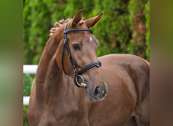 Westfale, Stute, 2 Jahre, 161 cm, Fuchs