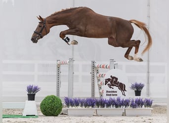 Westfale, Stute, 2 Jahre, 161 cm, Fuchs