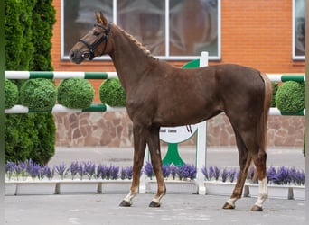 Westfale, Stute, 2 Jahre, 161 cm, Fuchs