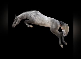Westfale, Stute, 2 Jahre, 162 cm, Apfelschimmel
