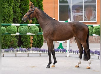 Westfale, Stute, 2 Jahre, 162 cm, Brauner