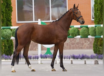 Westfale, Stute, 2 Jahre, 162 cm, Brauner