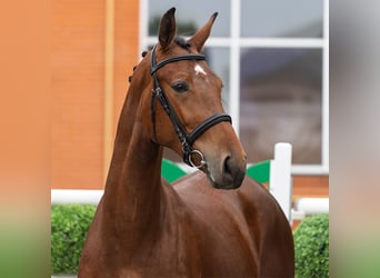 Westfale, Stute, 2 Jahre, 162 cm, Brauner