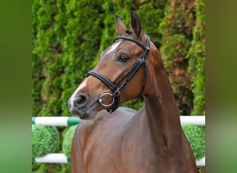 Westfale, Stute, 2 Jahre, 162 cm, Brauner