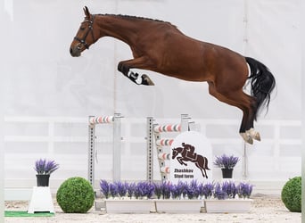 Westfale, Stute, 2 Jahre, 162 cm, Brauner