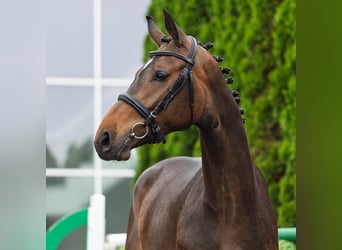 Westfale, Stute, 2 Jahre, 162 cm, Brauner